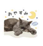 [うちの子スタンプ]（個別スタンプ：2）