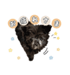 [うちの子スタンプ]（個別スタンプ：3）