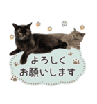 [うちの子スタンプ]（個別スタンプ：5）