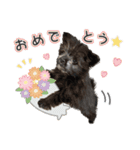 [うちの子スタンプ]（個別スタンプ：10）