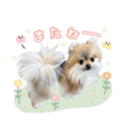 [うちの子スタンプ]（個別スタンプ：11）