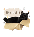 [うちの子スタンプ]（個別スタンプ：12）