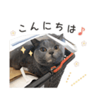 [うちの子スタンプ]（個別スタンプ：15）