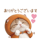 スコティッシュ猫 みかん服 スイカ帽 敬語（個別スタンプ：5）