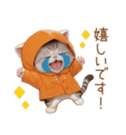 スコティッシュ猫 みかん服 スイカ帽 敬語（個別スタンプ：14）