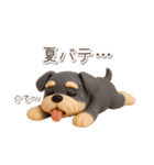 夏の3Dシュナウザー【かわいい・連絡】（個別スタンプ：3）