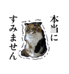 Vtuberディス山ディス子の敬語スタンプ（個別スタンプ：25）