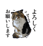 Vtuberディス山ディス子の敬語スタンプ（個別スタンプ：26）