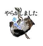 Vtuberディス山ディス子の敬語スタンプ（個別スタンプ：33）