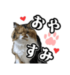 Vtuberディス山ディス子のフランクスタンプ（個別スタンプ：8）