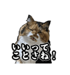Vtuberディス山ディス子のフランクスタンプ（個別スタンプ：14）