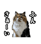 Vtuberディス山ディス子のフランクスタンプ（個別スタンプ：15）