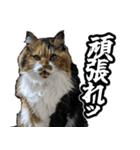 Vtuberディス山ディス子のフランクスタンプ（個別スタンプ：19）