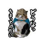 Vtuberディス山ディス子のフランクスタンプ（個別スタンプ：33）