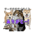 Vtuberディス山ディス子のフランクスタンプ（個別スタンプ：40）