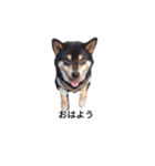柴犬 フェル 黒柴 毎日可愛い癒される（個別スタンプ：1）