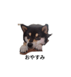 柴犬 フェル 黒柴 毎日可愛い癒される（個別スタンプ：2）