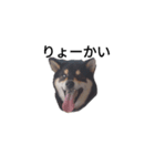柴犬 フェル 黒柴 毎日可愛い癒される（個別スタンプ：3）