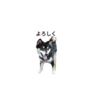 柴犬 フェル 黒柴 毎日可愛い癒される（個別スタンプ：4）