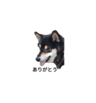 柴犬 フェル 黒柴 毎日可愛い癒される（個別スタンプ：5）