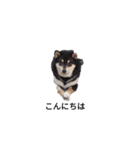柴犬 フェル 黒柴 毎日可愛い癒される（個別スタンプ：6）