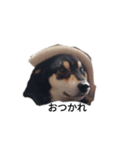 柴犬 フェル 黒柴 毎日可愛い癒される（個別スタンプ：7）