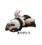 柴犬 フェル 黒柴 毎日可愛い癒される（個別スタンプ：8）
