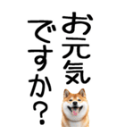 老眼でも見える柴犬スタンプ（個別スタンプ：1）