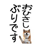 老眼でも見える柴犬スタンプ（個別スタンプ：2）