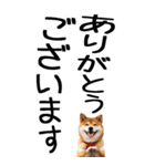 老眼でも見える柴犬スタンプ（個別スタンプ：4）