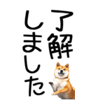 老眼でも見える柴犬スタンプ（個別スタンプ：5）