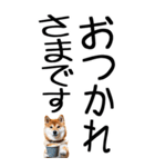 老眼でも見える柴犬スタンプ（個別スタンプ：6）