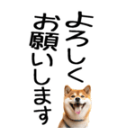 老眼でも見える柴犬スタンプ（個別スタンプ：7）