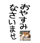 老眼でも見える柴犬スタンプ（個別スタンプ：8）