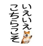 老眼でも見える柴犬スタンプ（個別スタンプ：9）