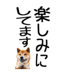 老眼でも見える柴犬スタンプ（個別スタンプ：11）