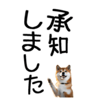 老眼でも見える柴犬スタンプ（個別スタンプ：12）