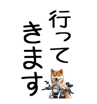 老眼でも見える柴犬スタンプ（個別スタンプ：13）
