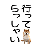 老眼でも見える柴犬スタンプ（個別スタンプ：14）