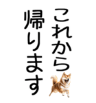 老眼でも見える柴犬スタンプ（個別スタンプ：15）
