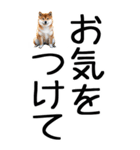 老眼でも見える柴犬スタンプ（個別スタンプ：16）