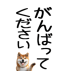 老眼でも見える柴犬スタンプ（個別スタンプ：17）