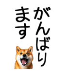 老眼でも見える柴犬スタンプ（個別スタンプ：18）