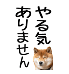 老眼でも見える柴犬スタンプ（個別スタンプ：19）