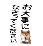 老眼でも見える柴犬スタンプ（個別スタンプ：20）