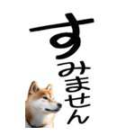 老眼でも見える柴犬スタンプ（個別スタンプ：21）