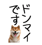 老眼でも見える柴犬スタンプ（個別スタンプ：22）