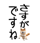 老眼でも見える柴犬スタンプ（個別スタンプ：23）