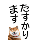 老眼でも見える柴犬スタンプ（個別スタンプ：24）