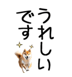 老眼でも見える柴犬スタンプ（個別スタンプ：26）